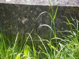 image of grave number 786836
